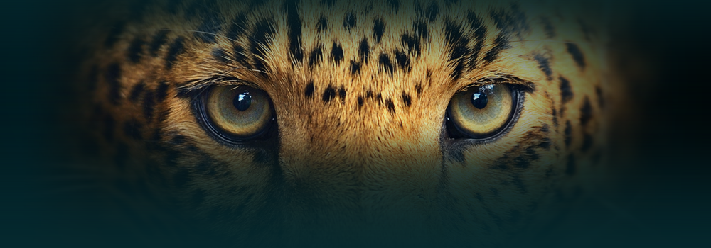 V2V Hero Image Leopard Eyes